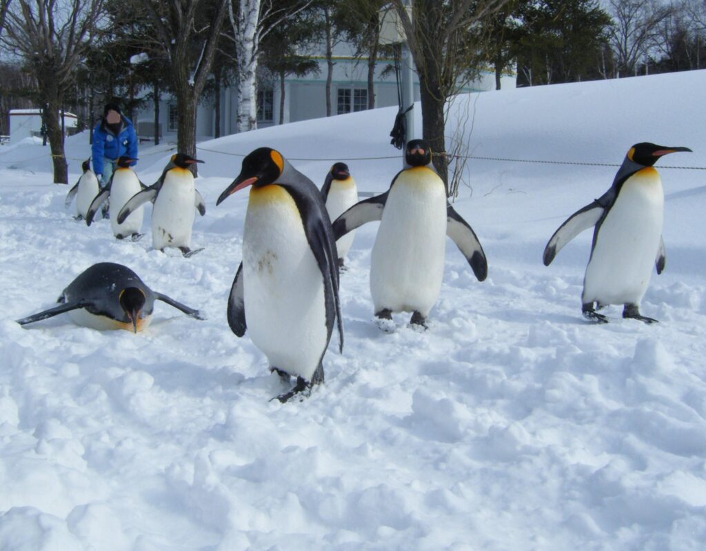 雪の上を列になって歩く旭山動物園のキングペンギン