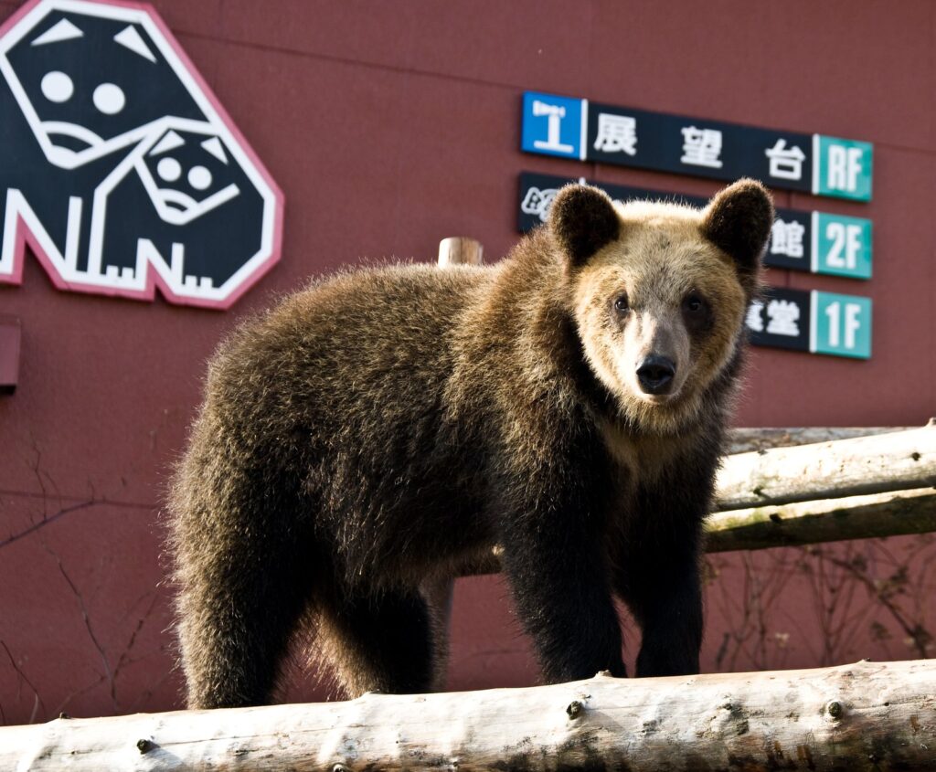 のぼりべつクマ牧場で丸太の上に立つエゾヒグマ