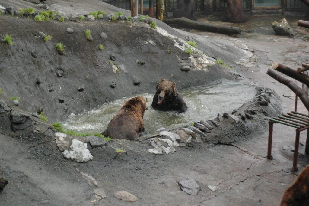 のぼりべつクマ牧場の水場に浸かるヒグマ