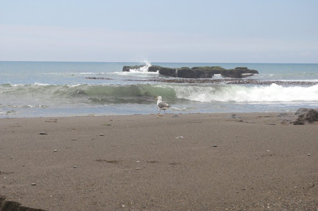 波が打ち寄せる虎杖浜の砂浜と沖の岩