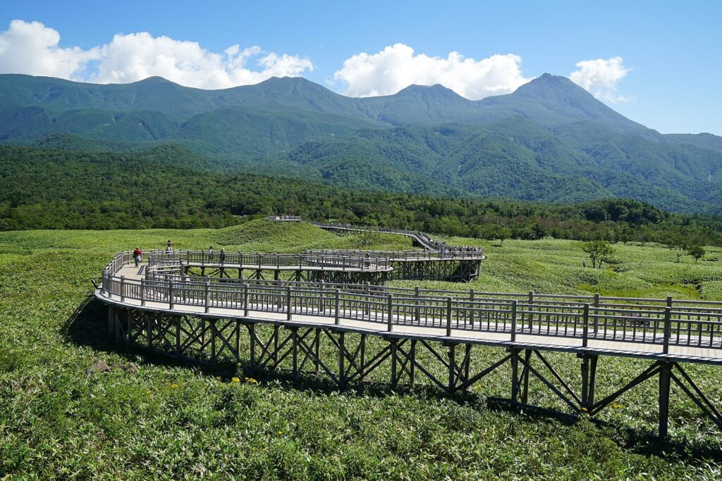 知床連山を背に笹原の中へ延びる知床五湖の高架木道
